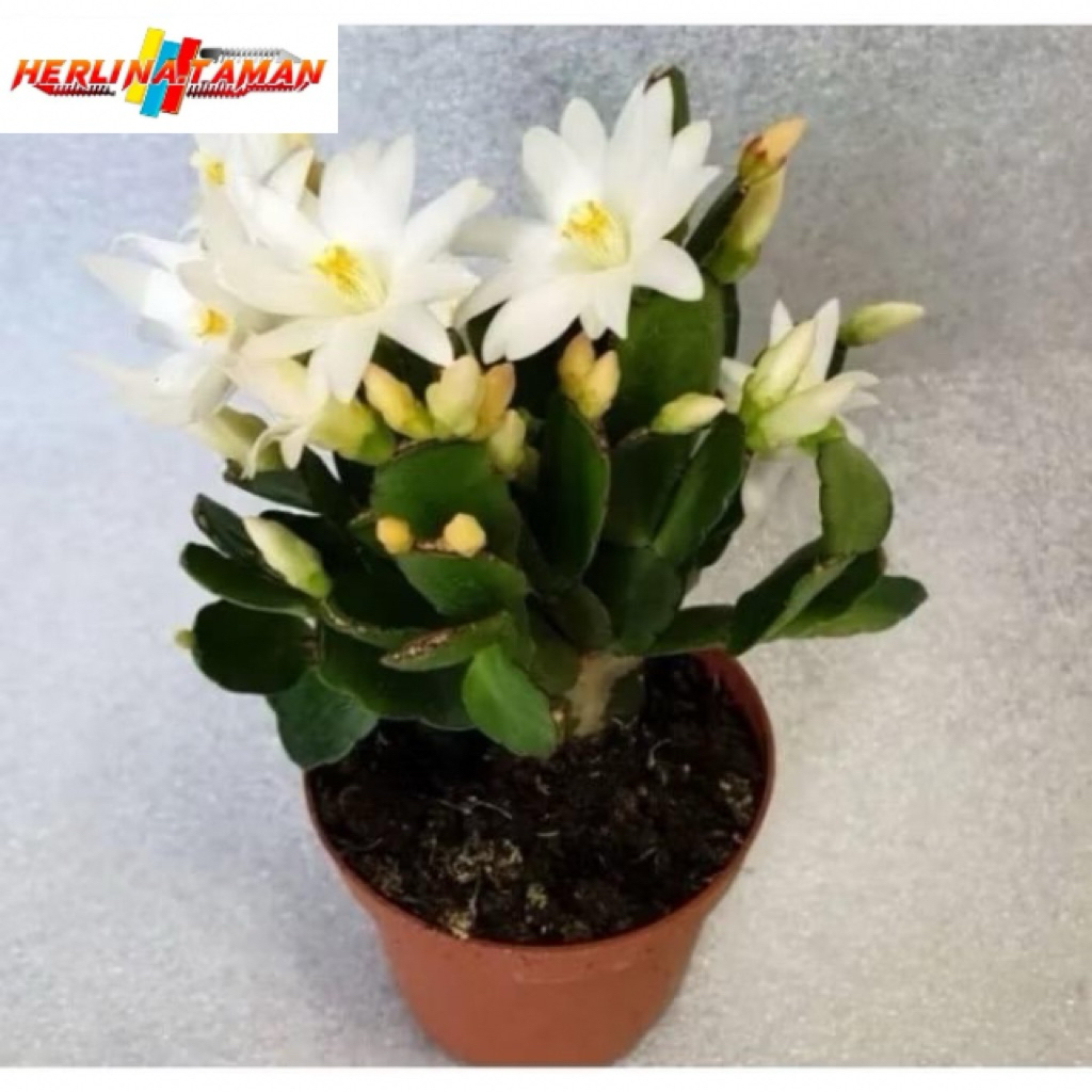 Tanaman hias Wijaya Kusuma kepiting macam macam warna - Bunga Wijaya Kusuma - Bunga Hias - Bunga Hid