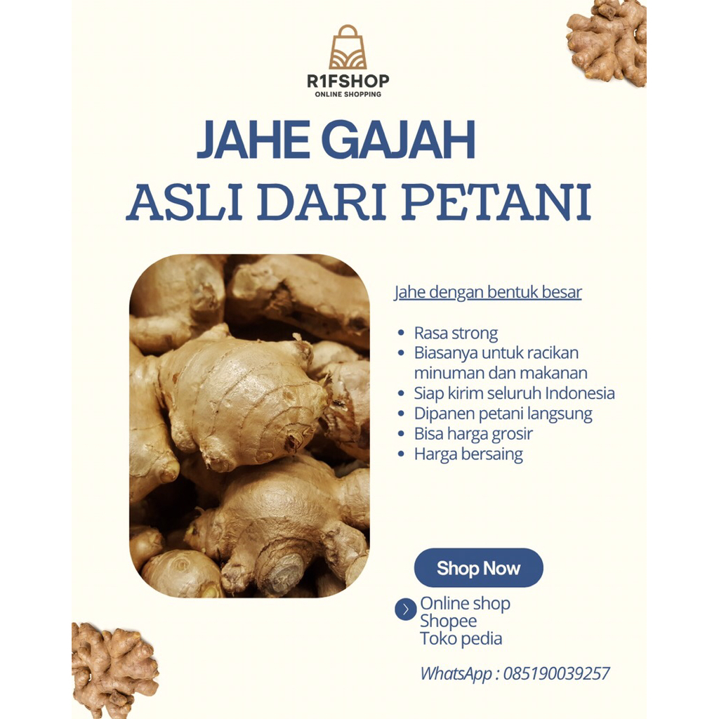 JAHE PUTIH JAHE GAJAH SEGAR