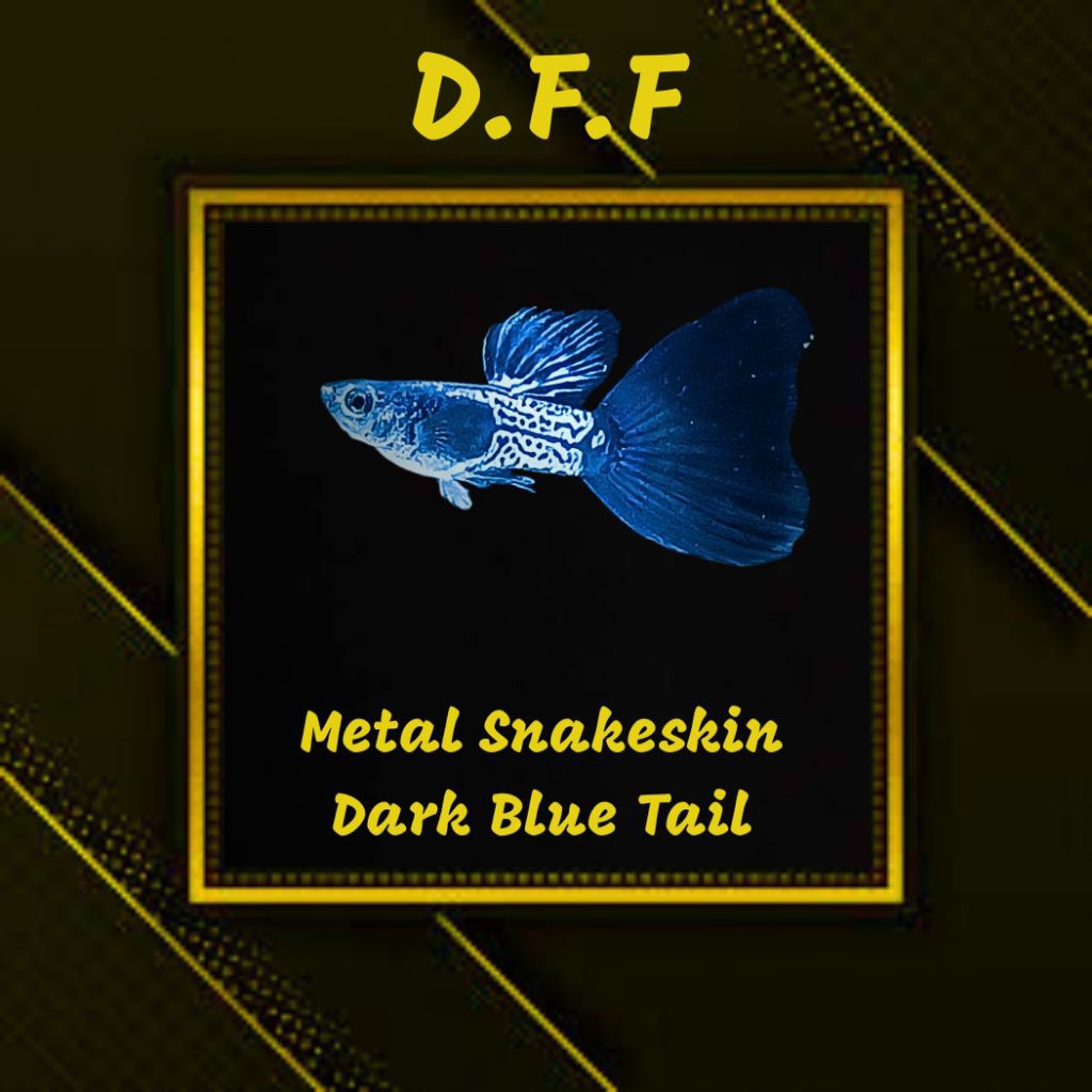 

BOX STEROFOAM-MSSDBT