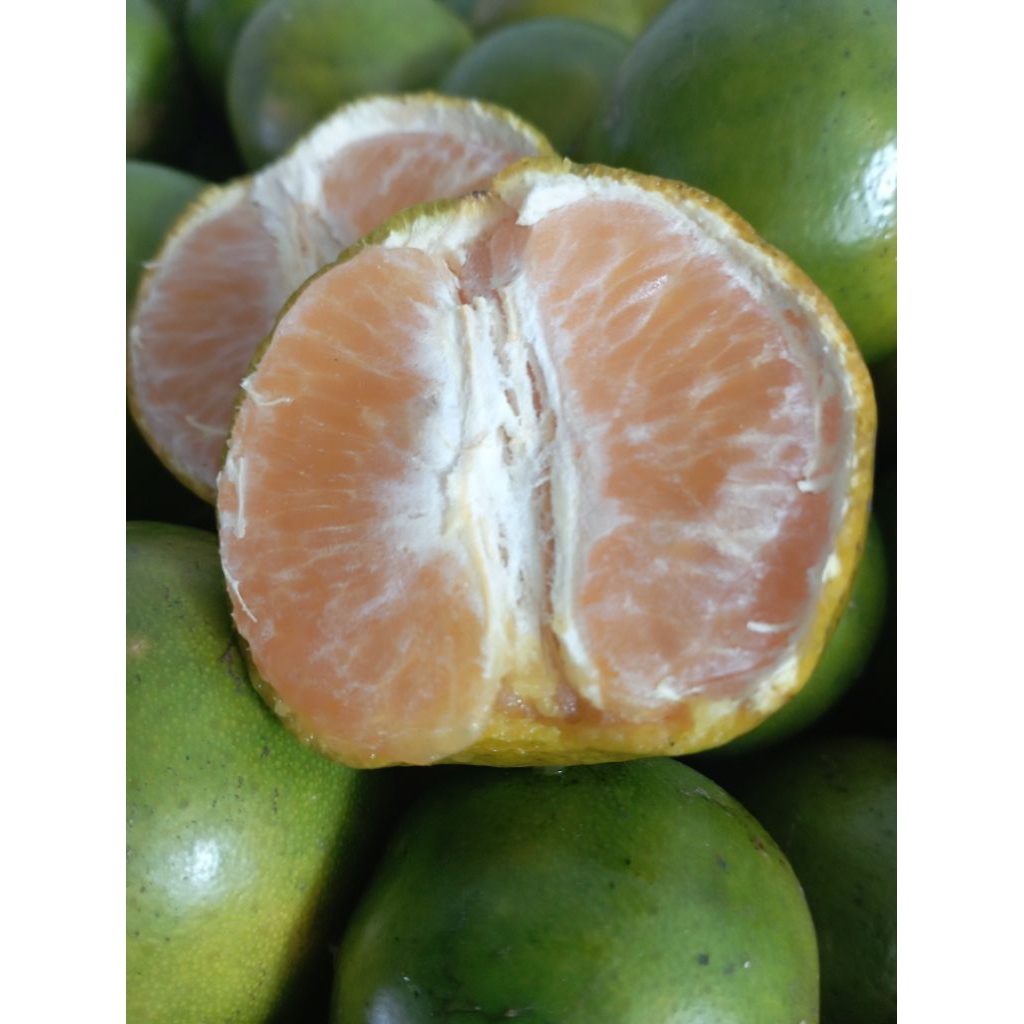 

jeruksiaemsemboro1kg