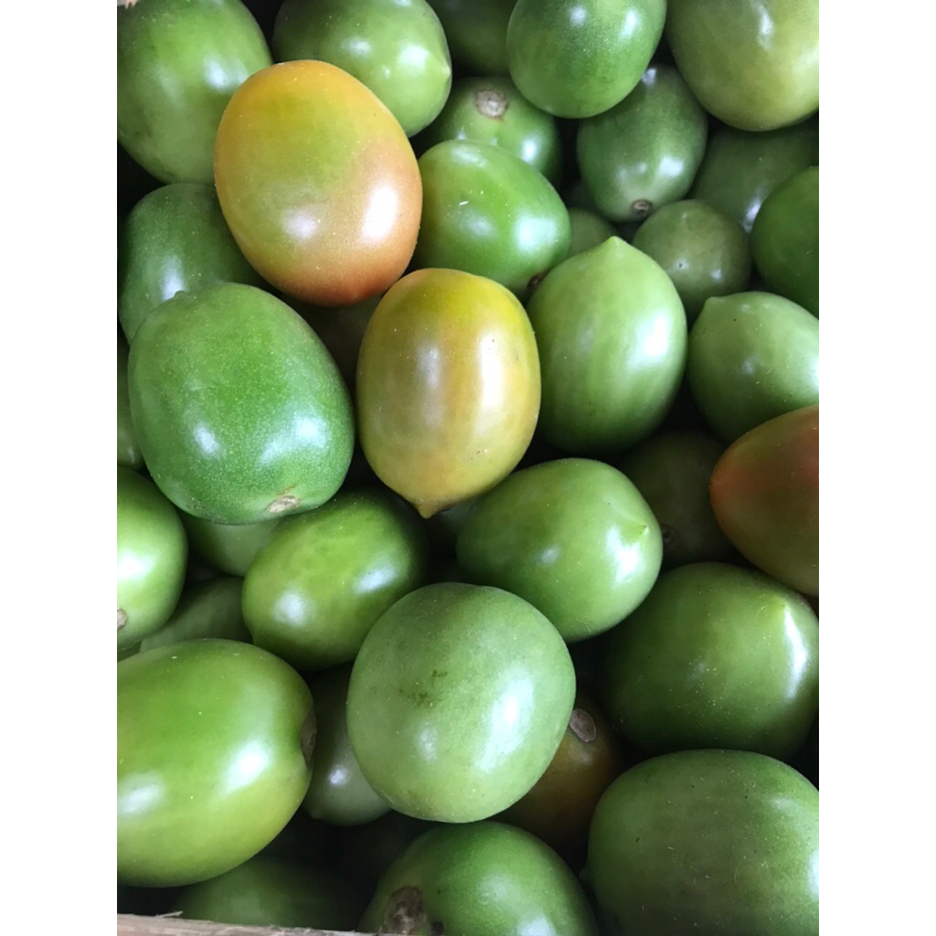 

PROMO TOMAT HIJAU 1 KG FRESH