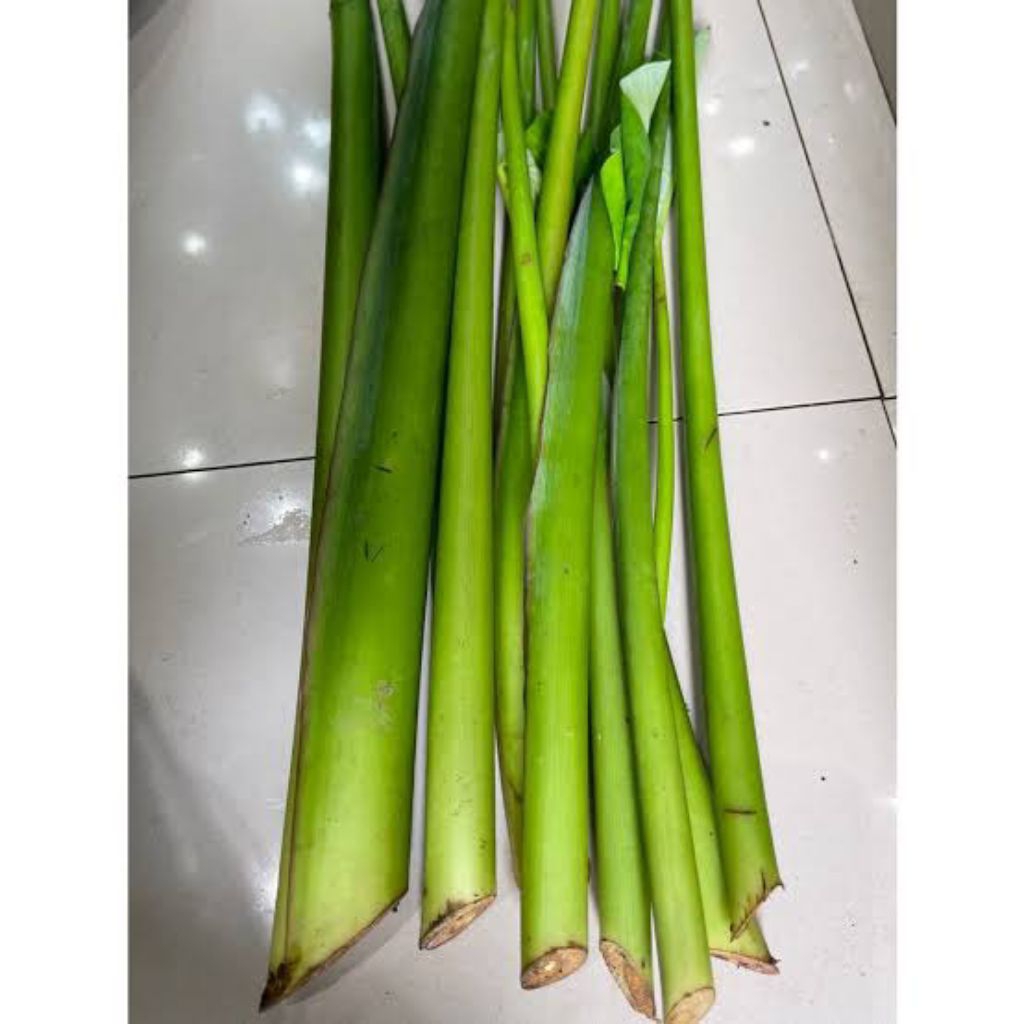 

Batang Talas / Lompong fresh 1ikat Besar