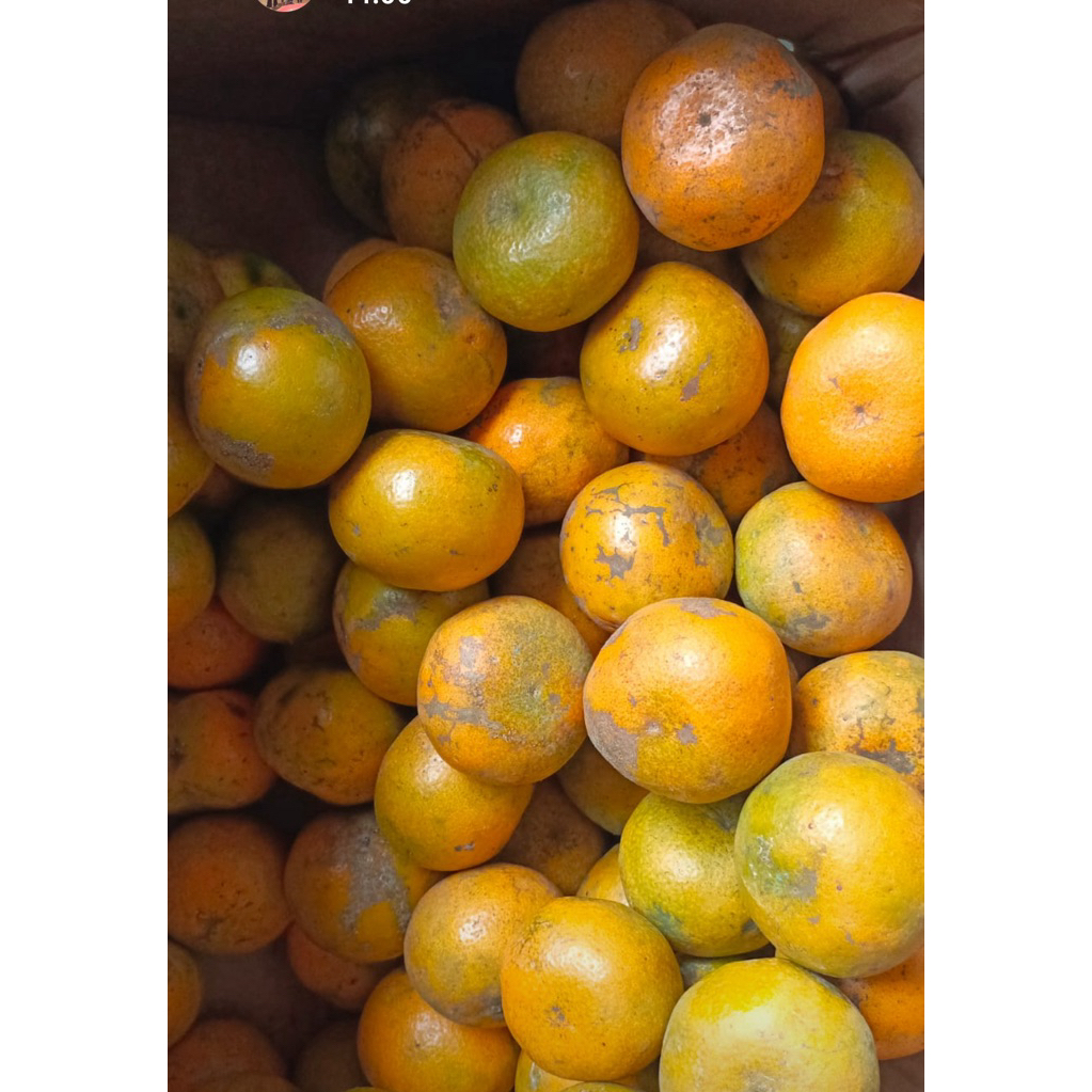 

Jeruk Medan Manis berat 1Kg/ukuran sedang