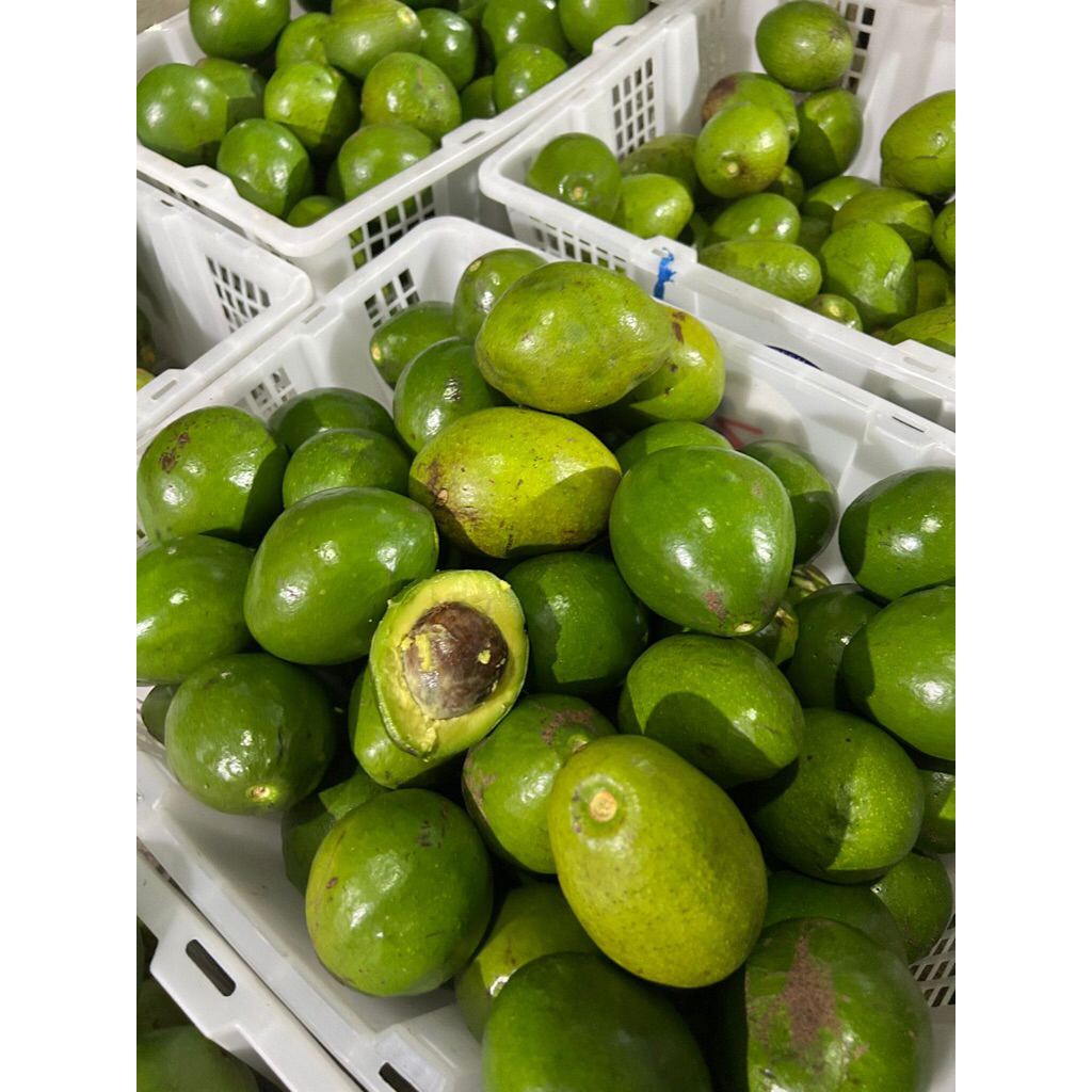 

BUAH ALPUKAT MENTEGA 1kg