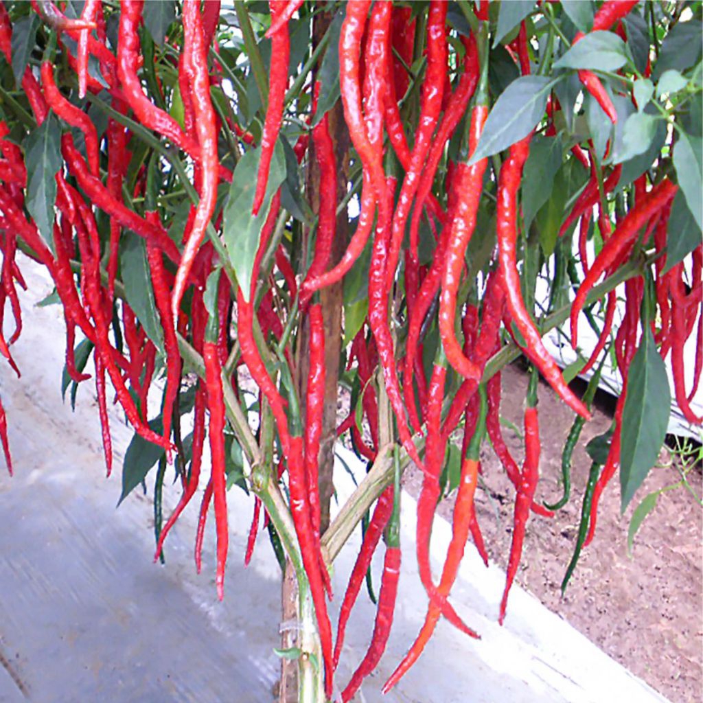 

PROMO!! (100 BUTIR BENIH) BIJI CABE KERITING MERAH KUALITAS UNGGUL