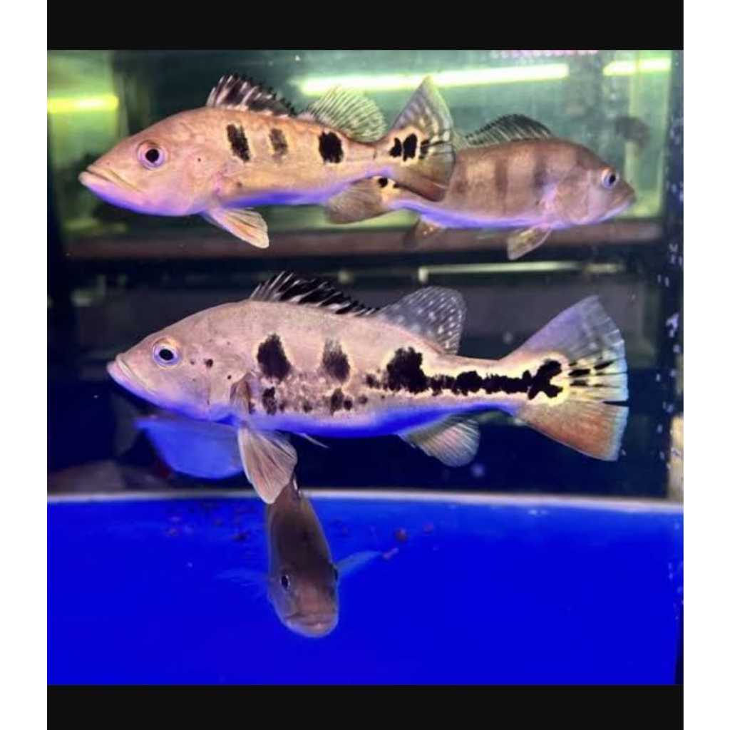 Limited Edition Pbass Brocopondo Akuarium Murah