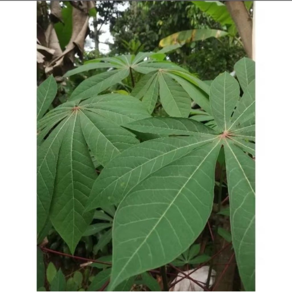 

Daun Singkong Muda ( Pucuk ) 500 gram Fresh ( beli 1 dapat bonus 500 gr untuk pembeli pertama)