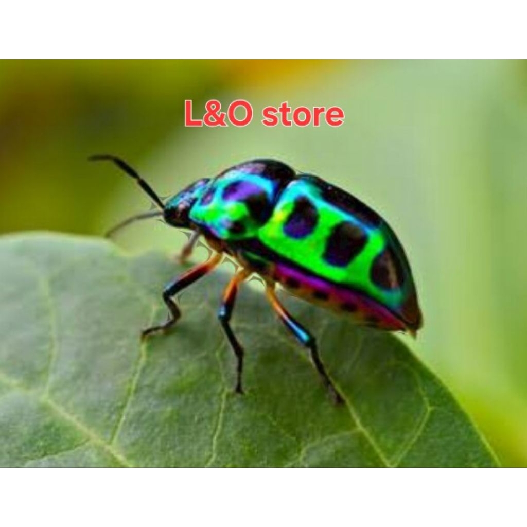 kumbang perisai rainbow/kepik pelangi