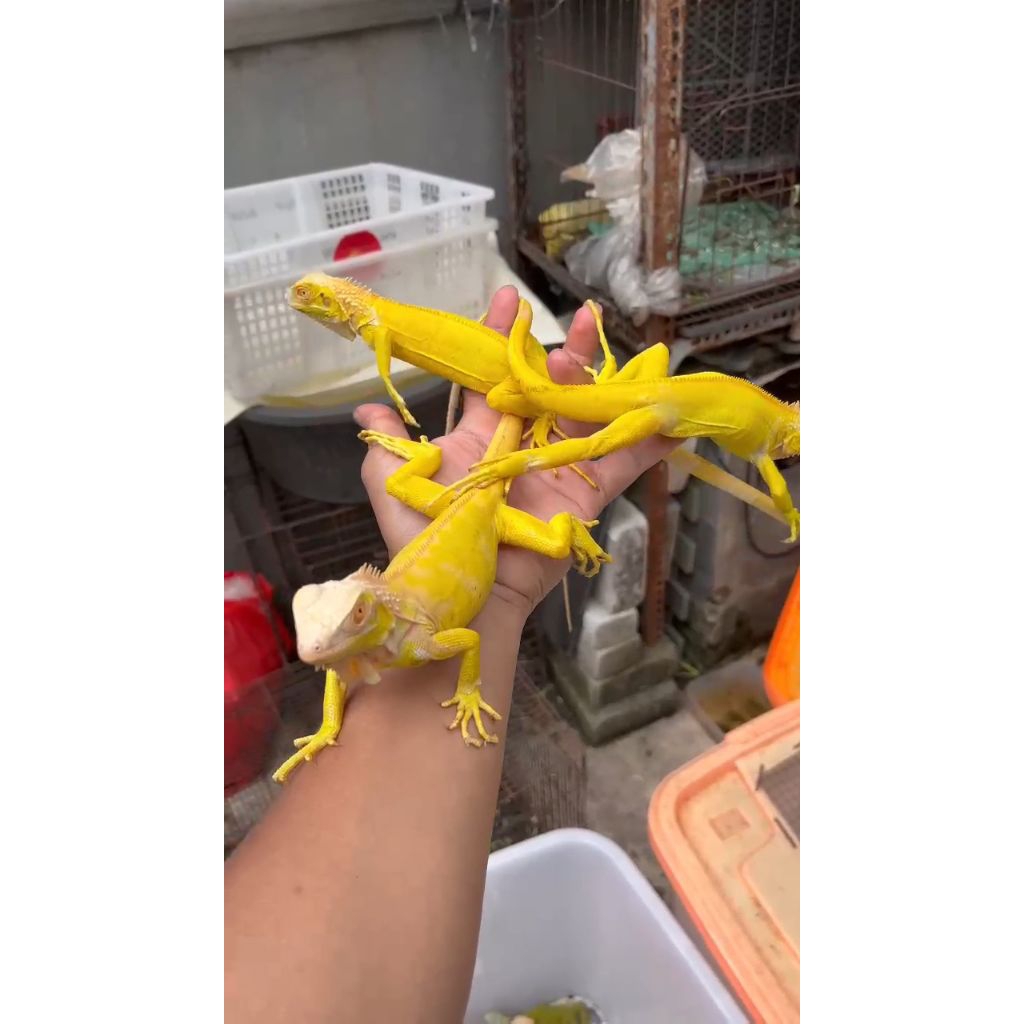 PELET IGUANA // IGUANA ALBINO