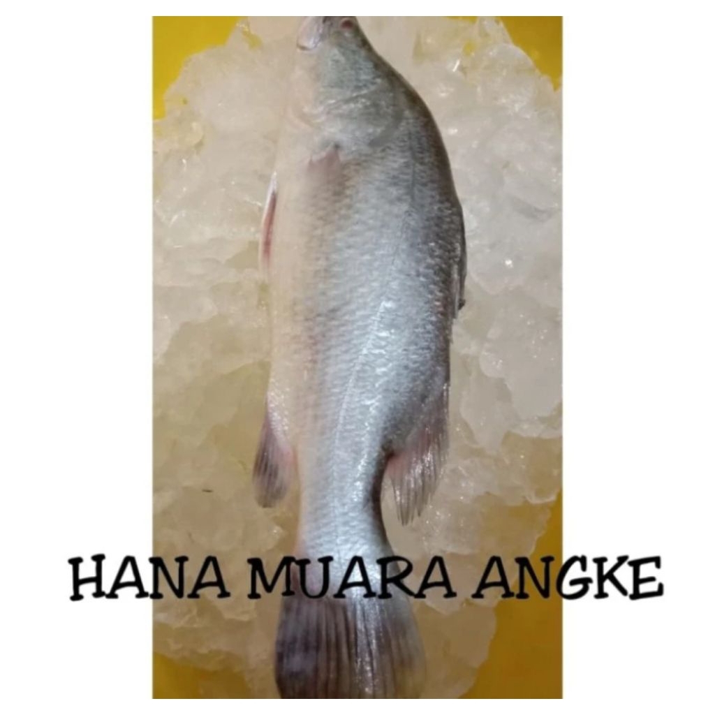 

KAKAP PUTIH BARAMUNDI FRESH 1KG