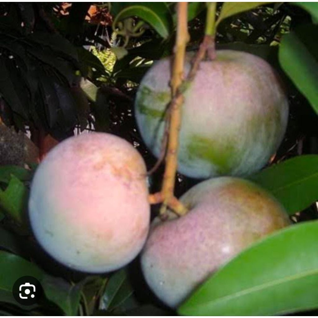 

1kg mangga Apel menta fresh buat rujak .