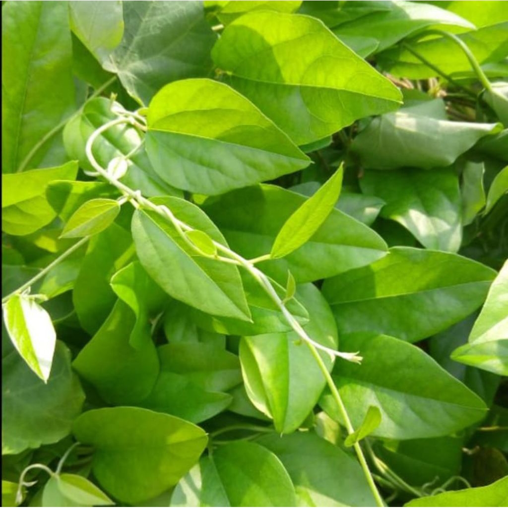 

100 lembar daun cingcau rambat jeli