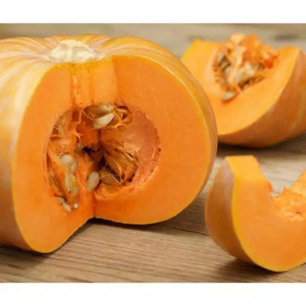 15 Biji Bibit Benih Labu Kuning Madu