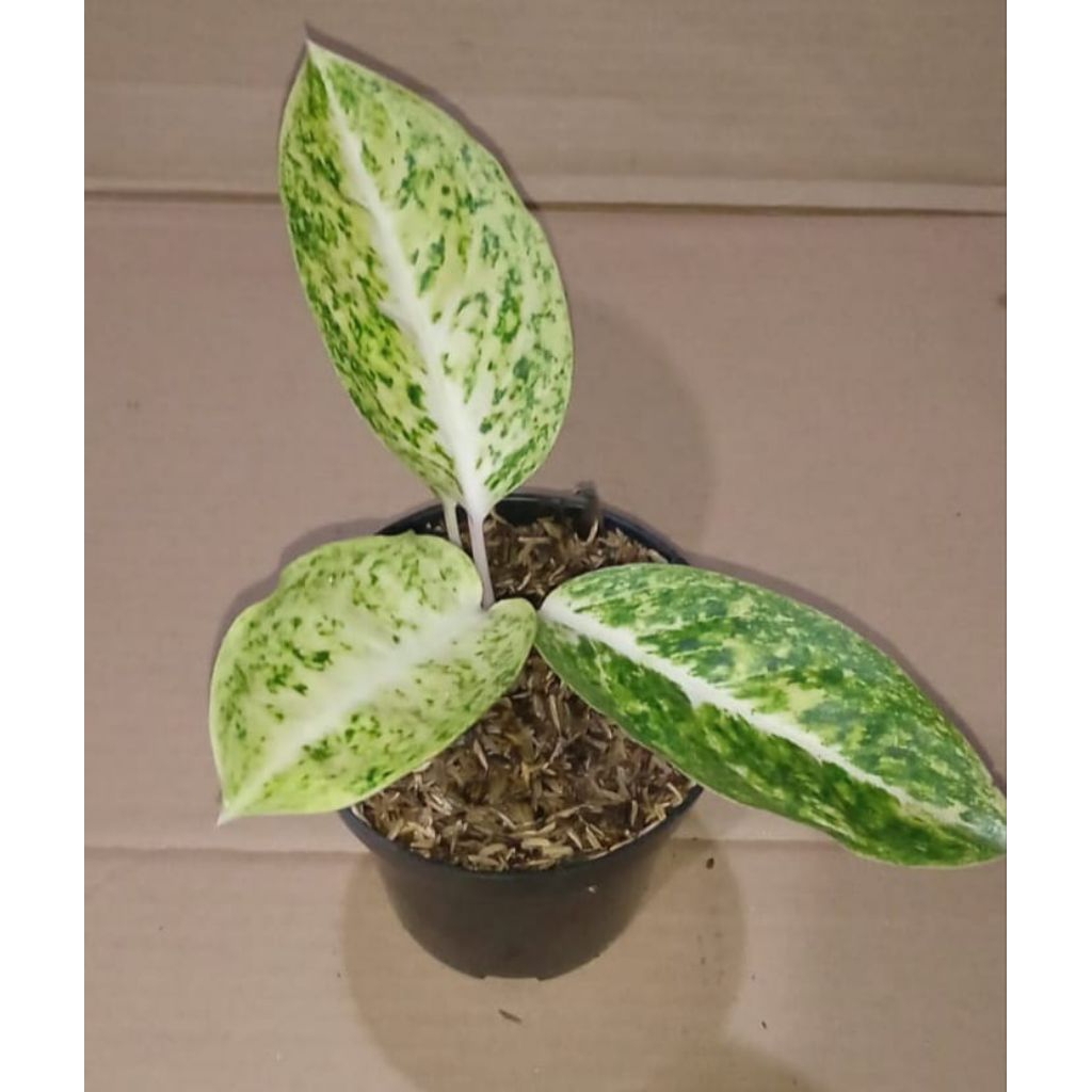 aglonema bigroy putih