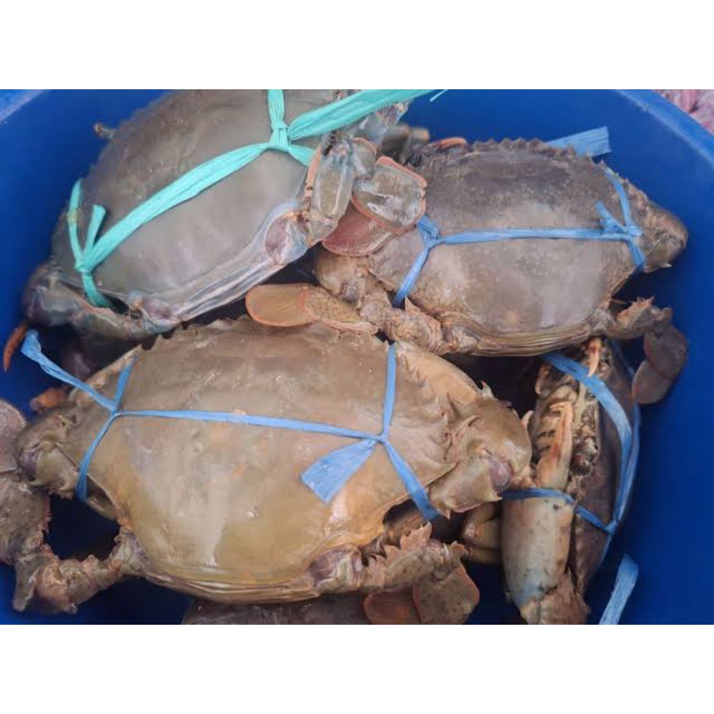 Kepiting Hidup Fresh 2-3 ekor/kg / Kepiting Fresh / Kepiting Jumbo / Kepiting Segar / Kepiting / JAB
