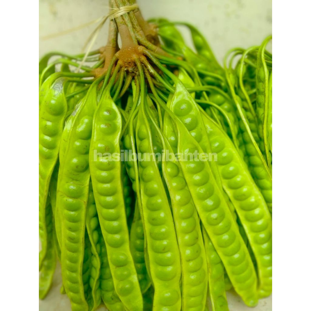 

PETE PETAI TUA SUPER ISI 80 PAPAN LONJOR