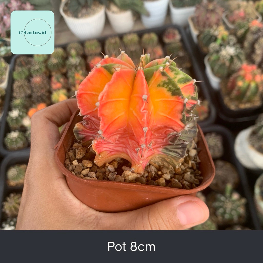 Gymno starfire gymnocalycium mihanovichii star fire milo kaktus