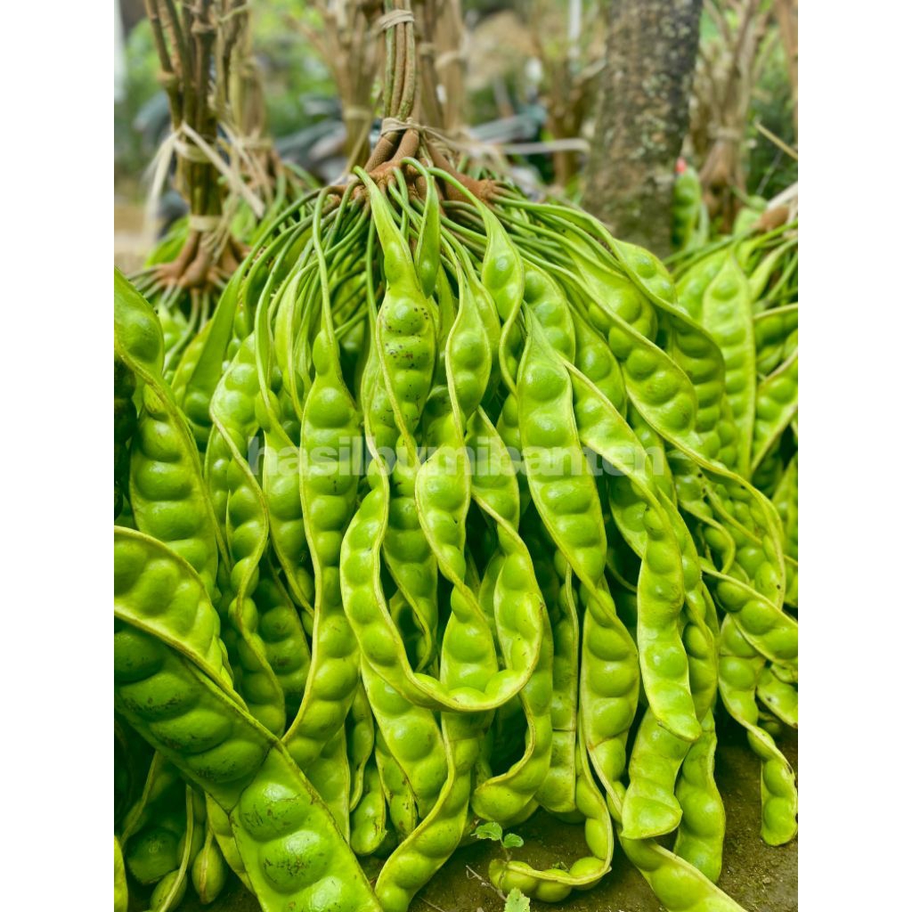 

PETE PETAI TUA FRESH ISI 80 PAPAN LONJOR