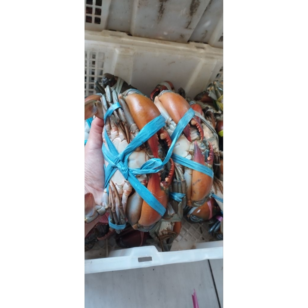 KEPITING SUPER KEPITING GEMUK