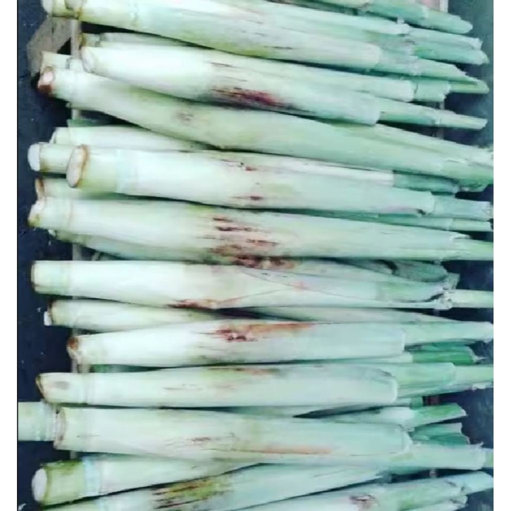 

Sayur trubuk segar langsung petik / ikat isi 10 batang