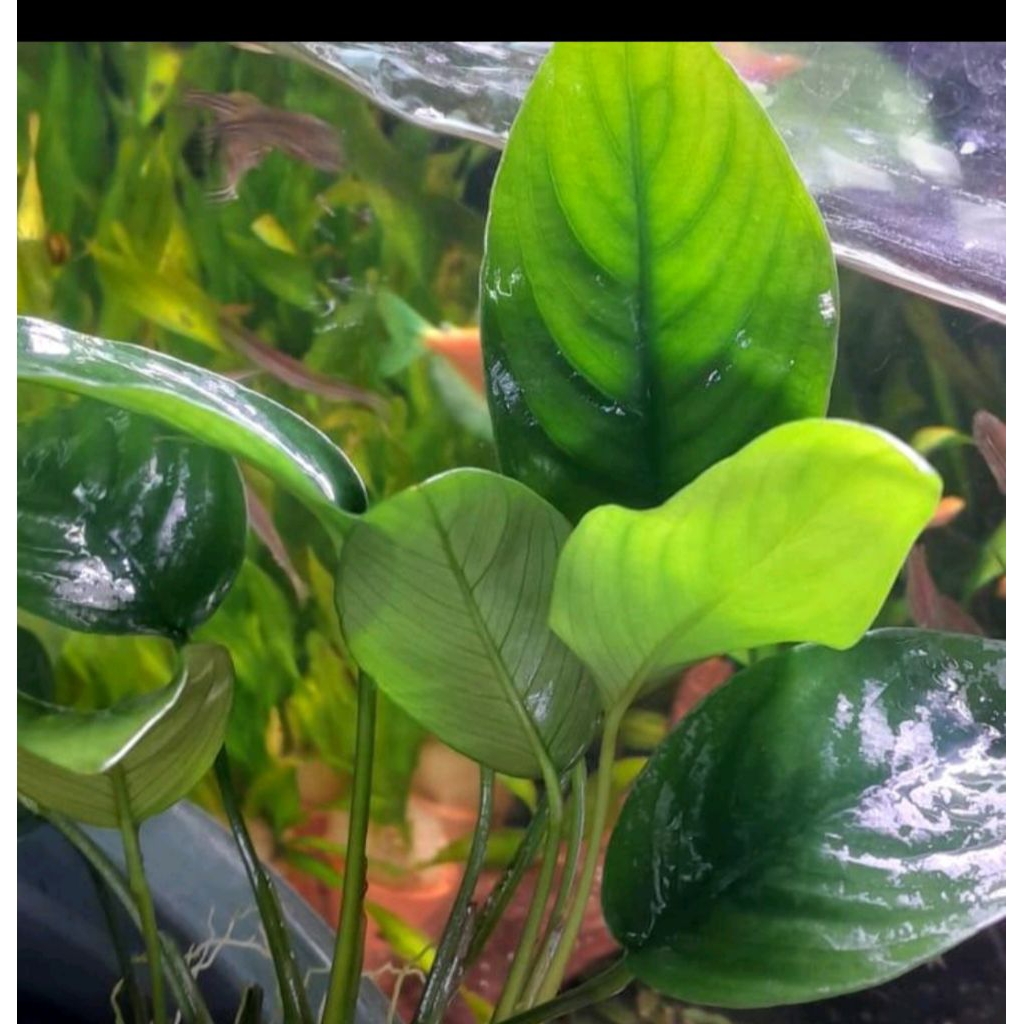 Anubias nana size M