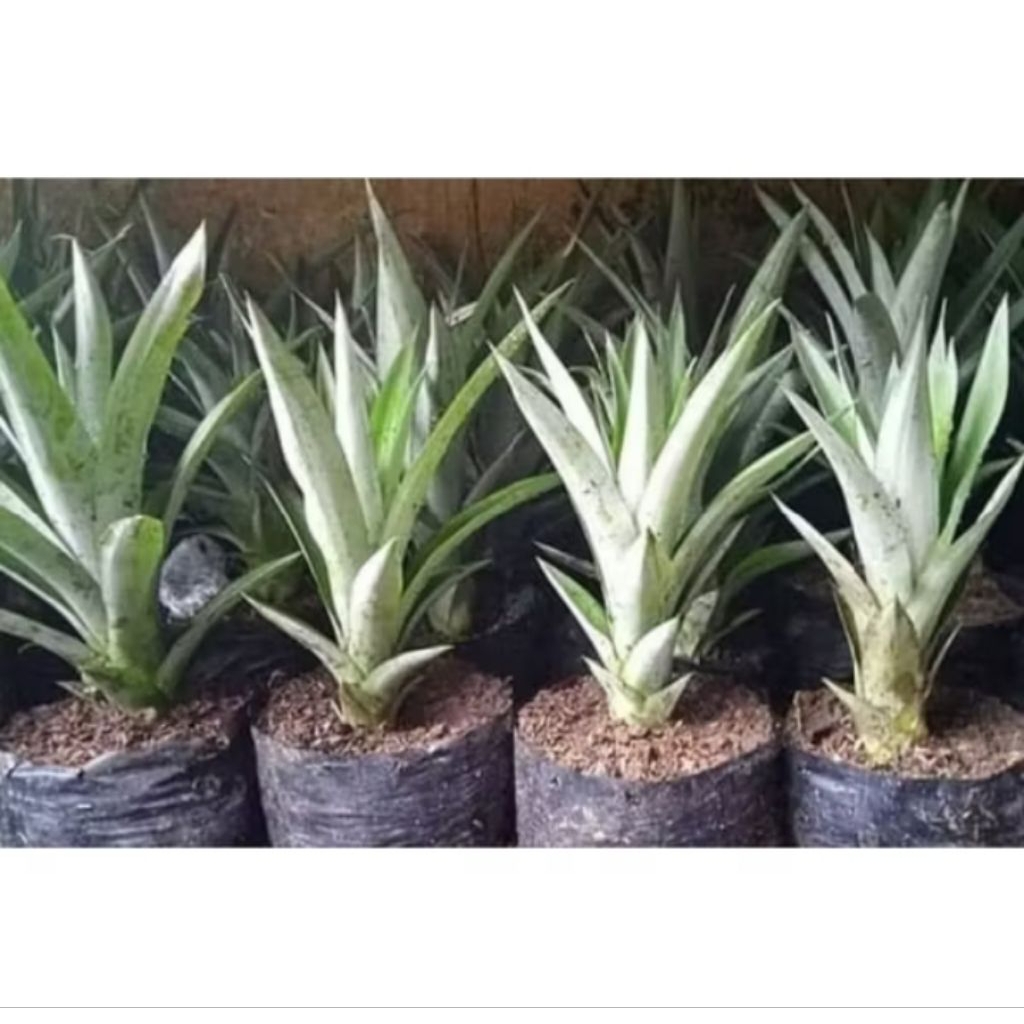 Bibit nanas madu,nanas madu jumbo,benih nanas madu