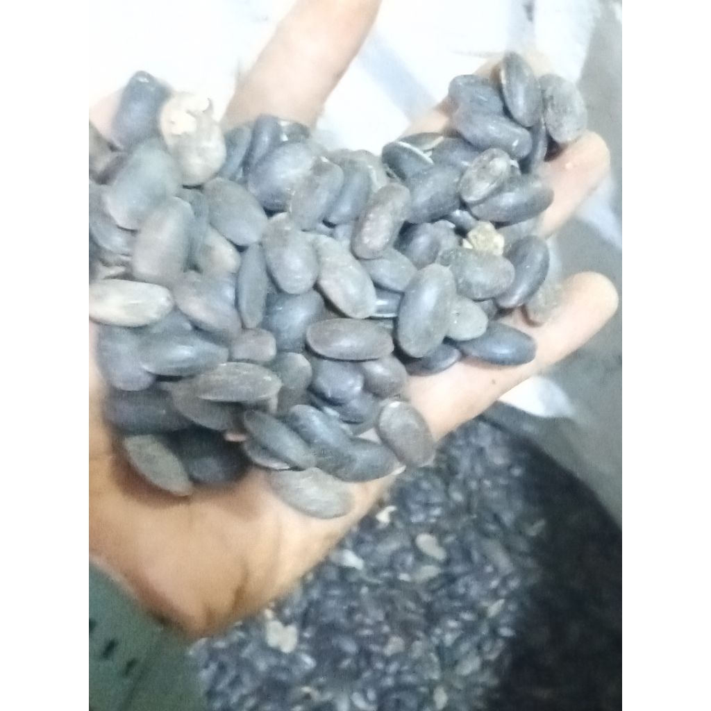 

Kedaung cantik baru fress