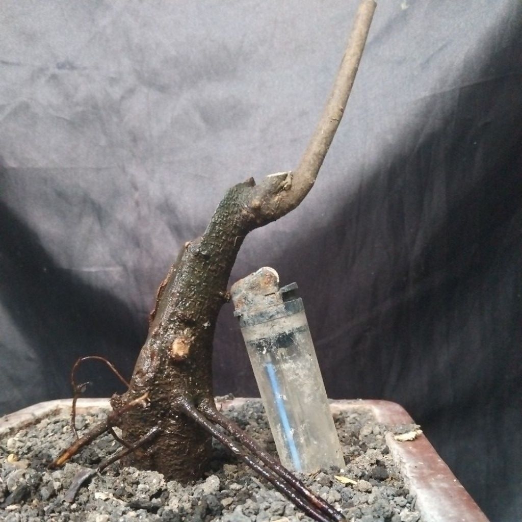 Bahan Bonsai Amplas Hitam Dongkelan Small Mame informal Size The Max 30 cm real pick