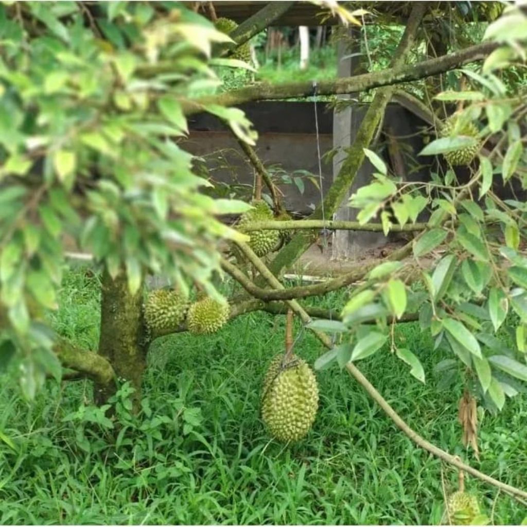 

Durian Musang King KAKI 3 Original Beli 2 Gratis pupuk