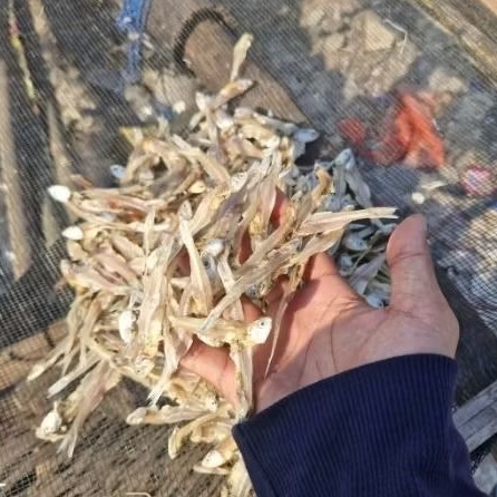 

Teri Kering Tawar Premium – Tanpa Garam, Bersih & Siap Masak