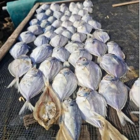 

Ikan Dodok Kering / Bawal Laut Asin / Peperek Pipih Premium Gurih Tahan Lama