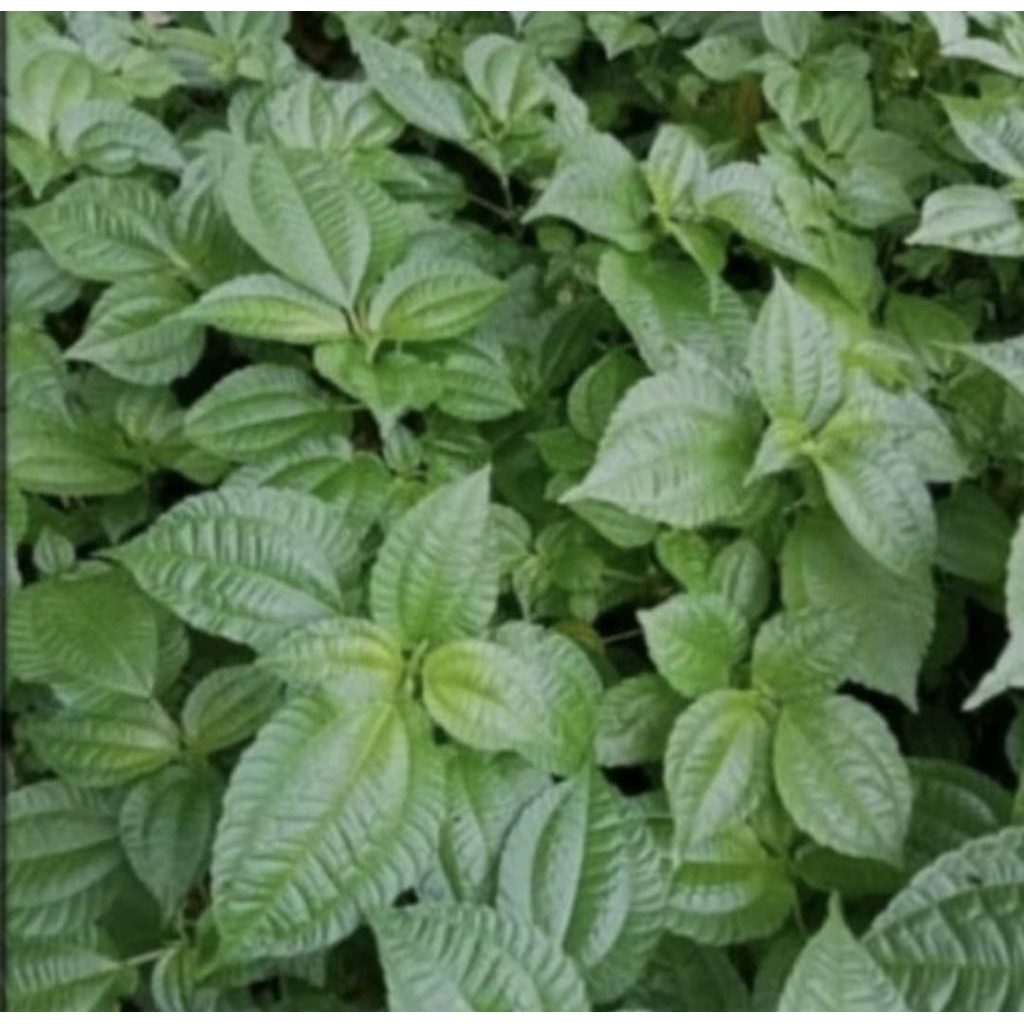 Pohon Poh Pohan Tanaman Lalapan Bibit Pohon Daun Poh Pohan