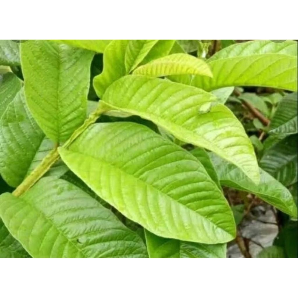 

DAUN JAMBU SEGAR 50 gram