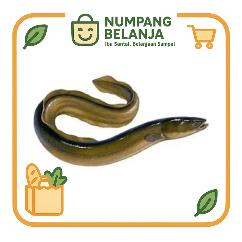

belut ikan fresh [500g]