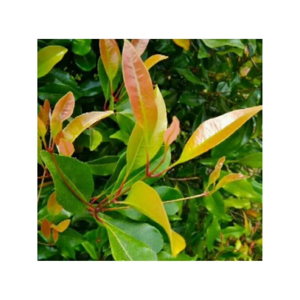 

Daun cengkeh segar 100 lembar