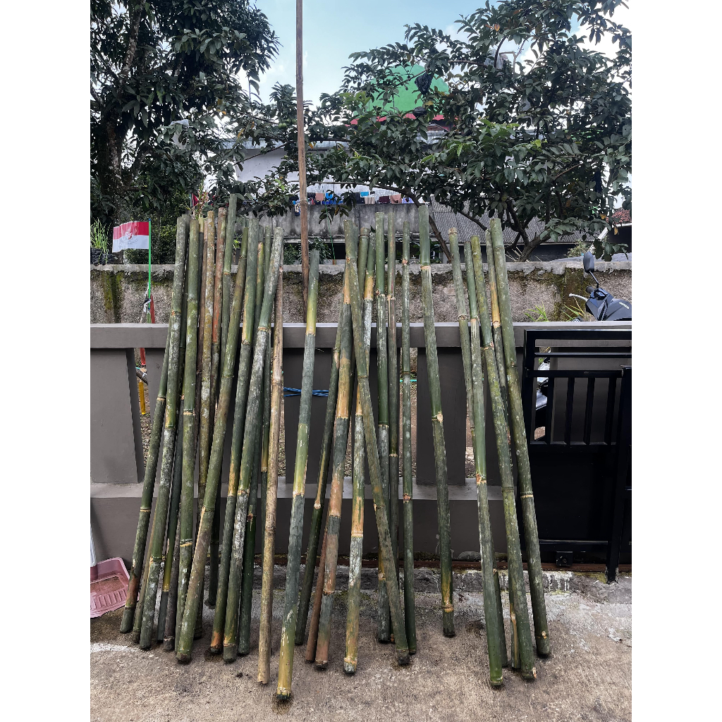 TONGKAT PRAMUKA T160 CM OPEN BERSIH LURUS MEGKILAT BAMBU CENDANI