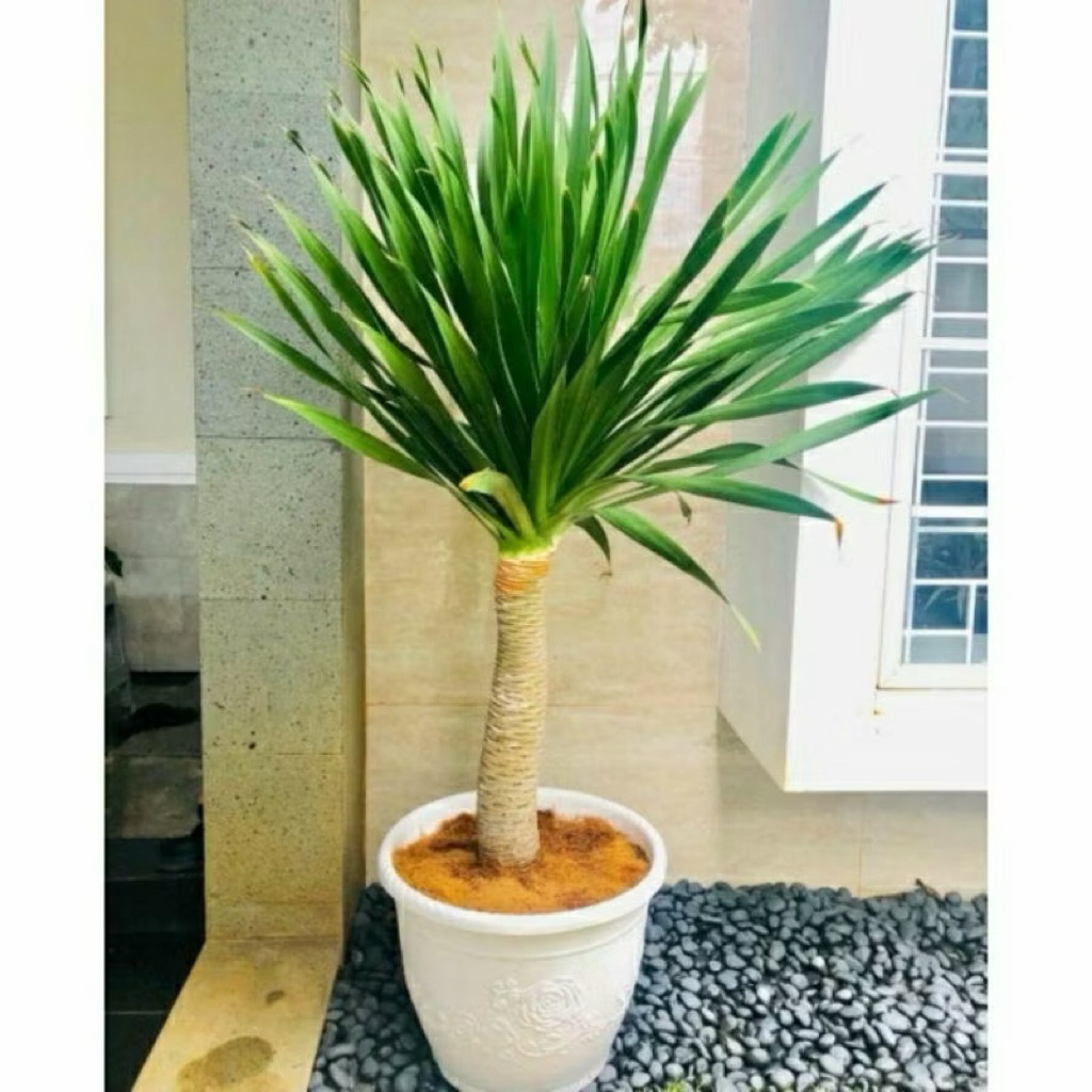 pohon pandan Bali ukuran 40cm -60 cm tanaman hias hidup