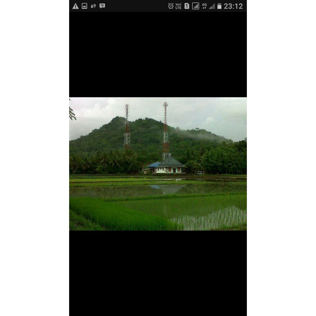 

batang singkong buah besar maduu 25cm 10biji hidup. khas sawangan sesuai sekilo. ada bisa d+bonus