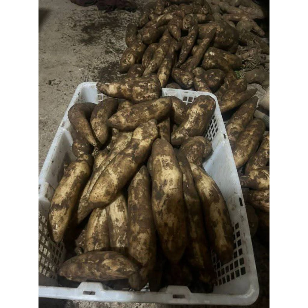 

ubi yakon asli Wonosobo kualitas terjamin