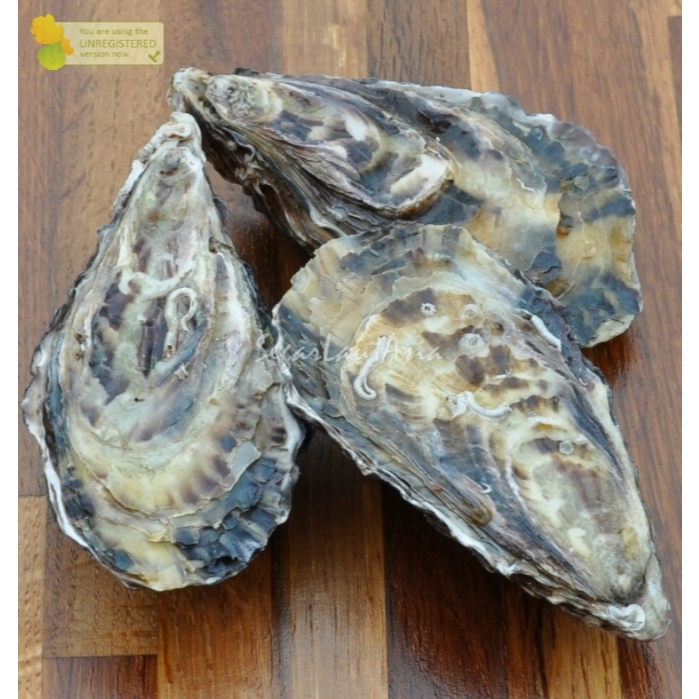 Kerang Tiram Oytser Segar 1Kg Kerang Tiram Oyster Utuh