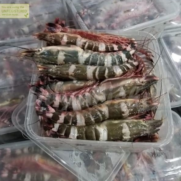 

Udang loreng Segar Udang Loreng Windu Laut 1Kg Ikan Segar Konsumsi