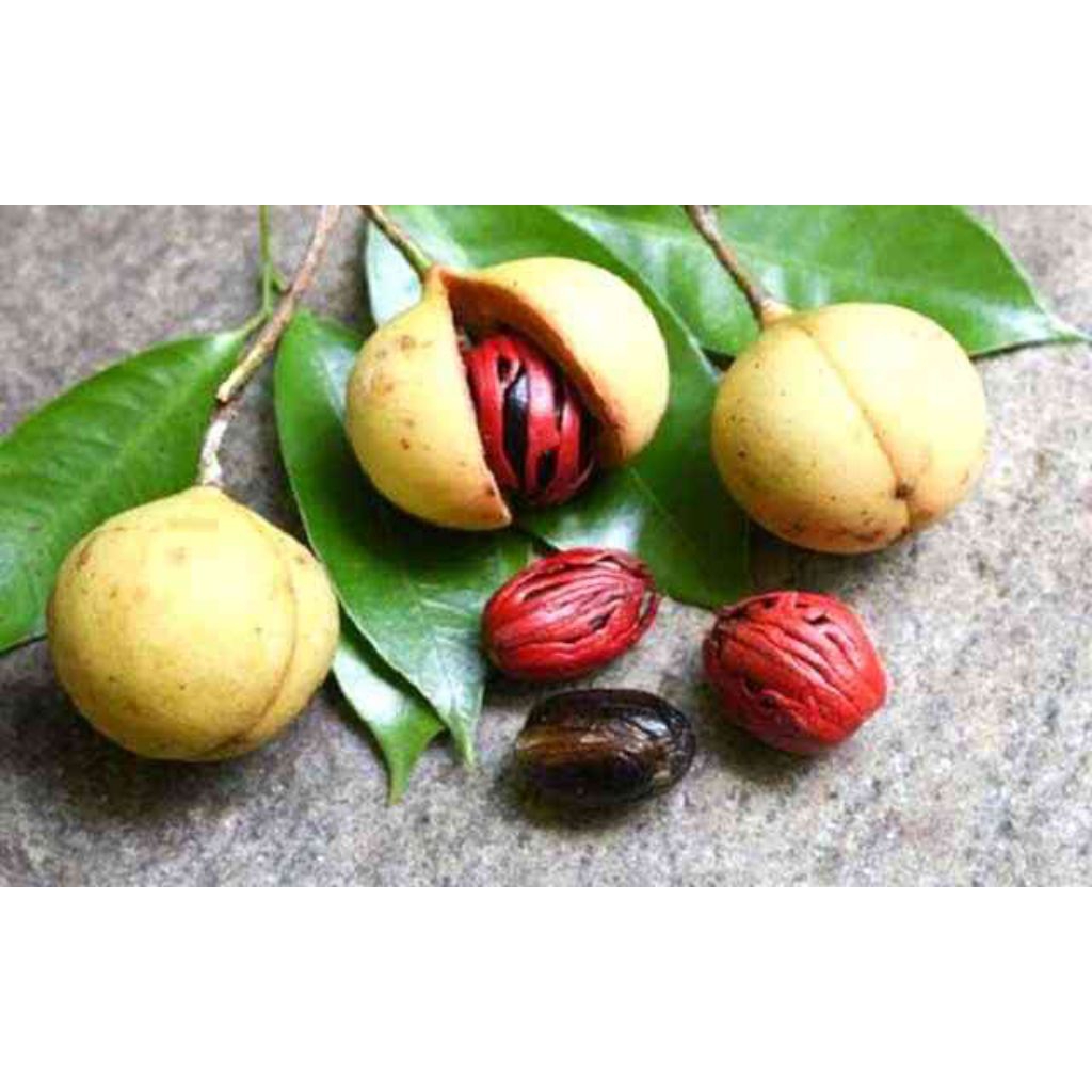 

buah pala basah per 500 gram