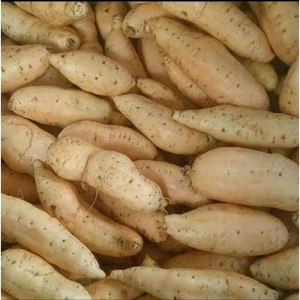 

1kg UBI CILEMBU MADU Asli manis mentah khusus oven/rebus/kukus