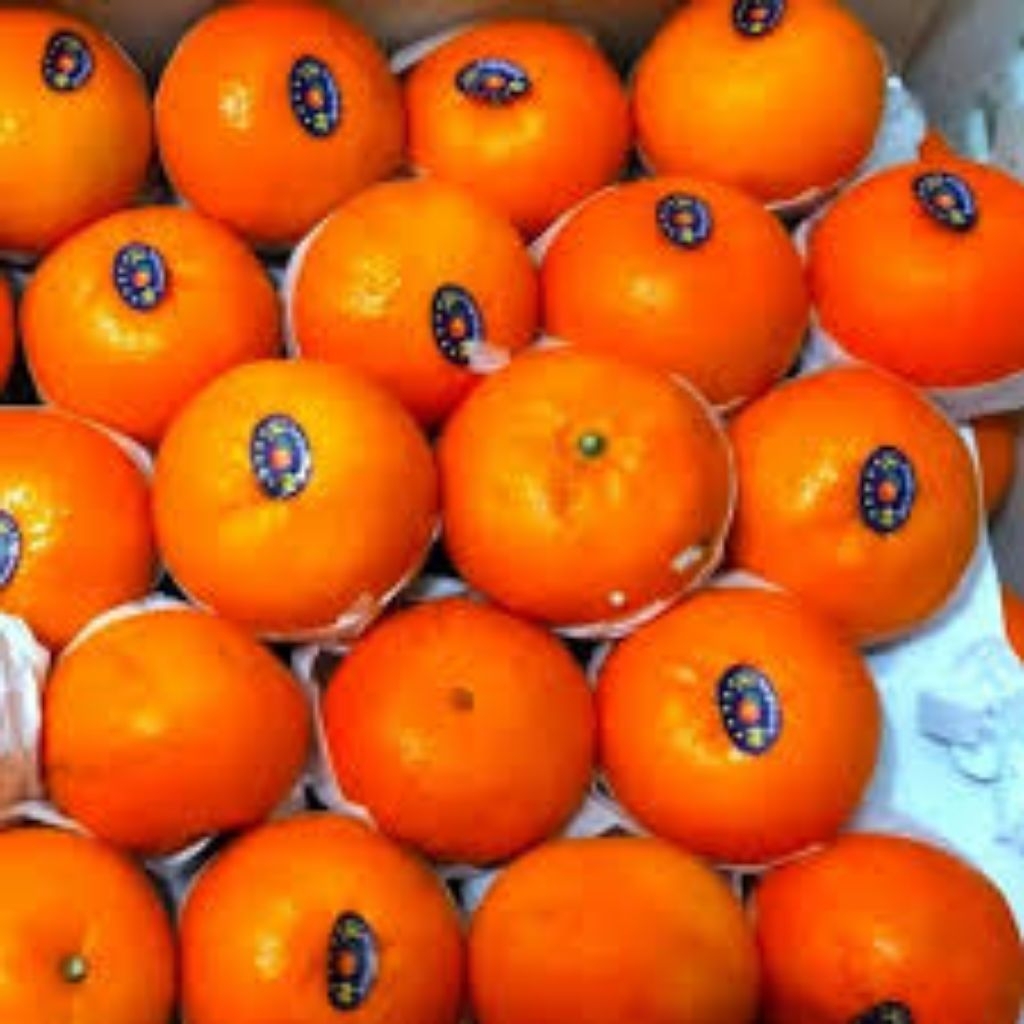 

jeruk mandarin segar dan berkualitas
