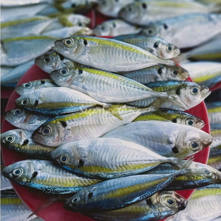 

Ikan Selar Segar 1Kg Ikan Selar Kuning