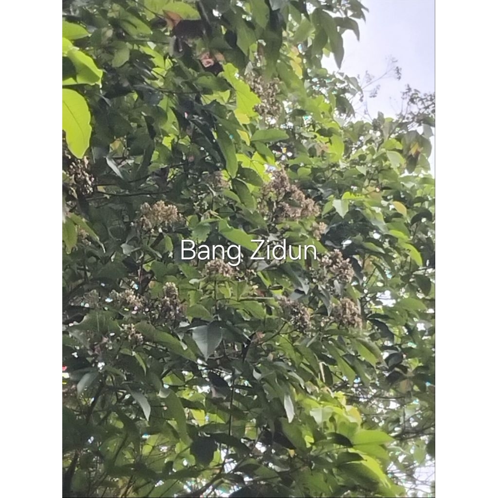 

Buah Laban Obat herbal fresh petik langsung di pohon