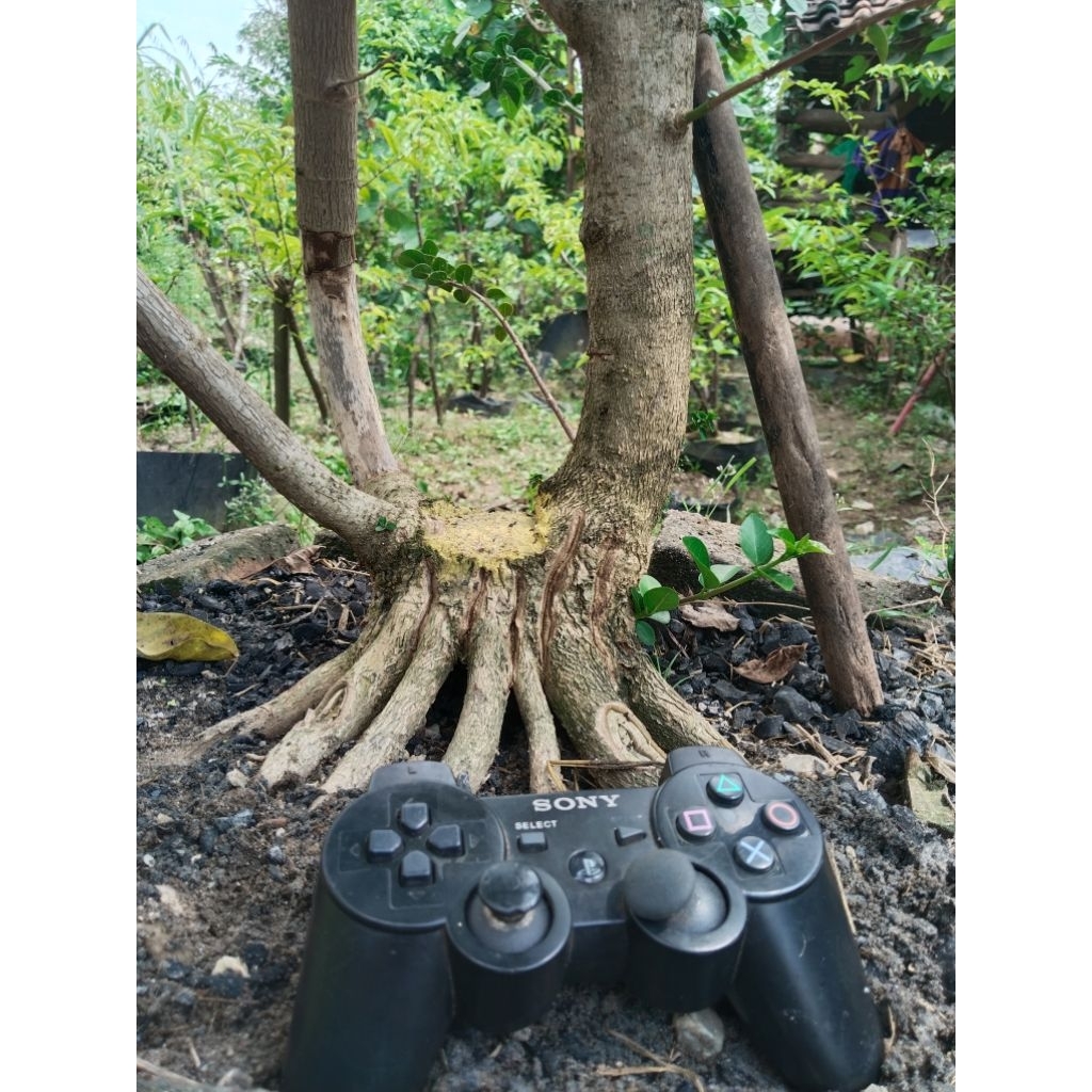 Bahan bonsai sancang jumbo lb 35