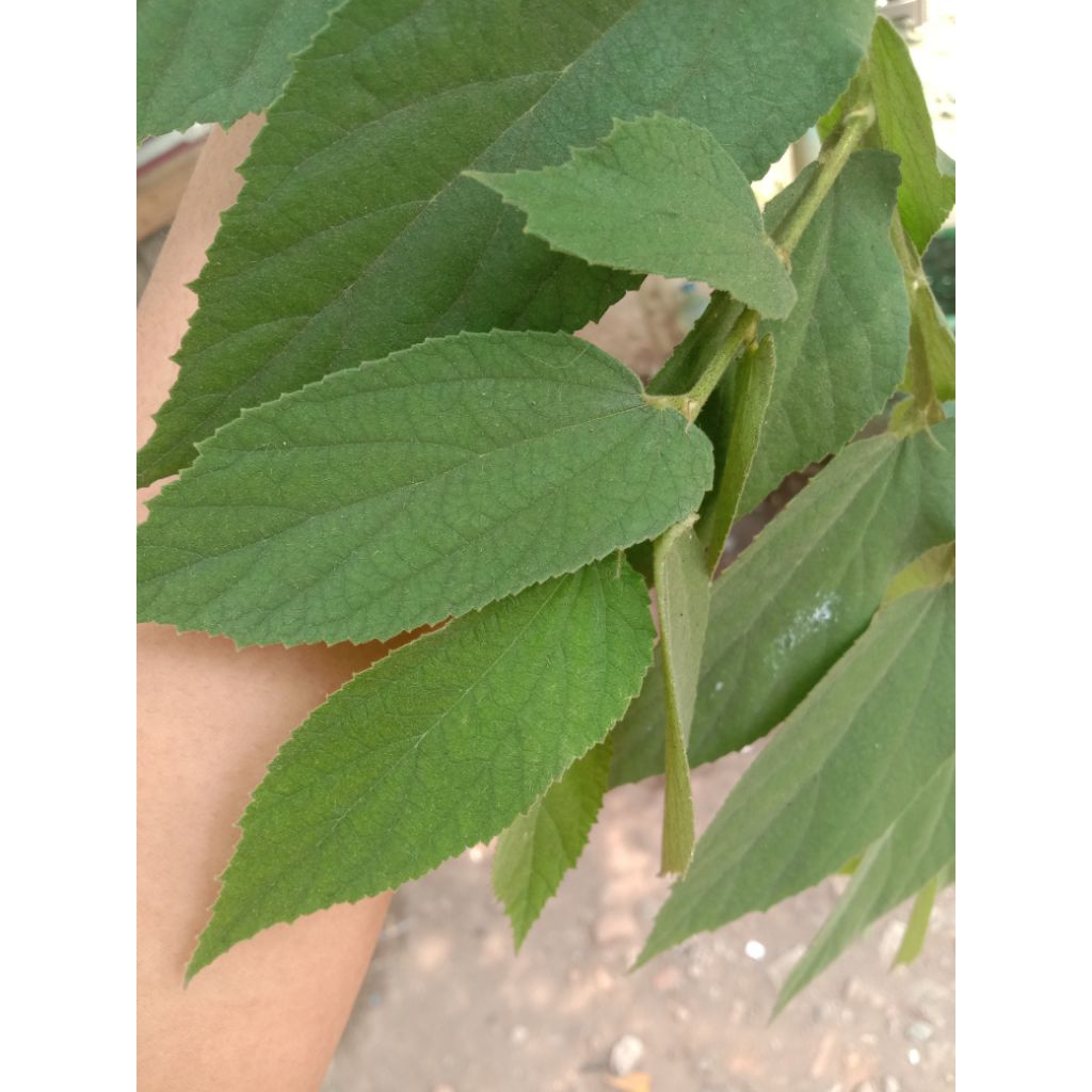 

Daun kersen segar langsung petik isi 100 lembar