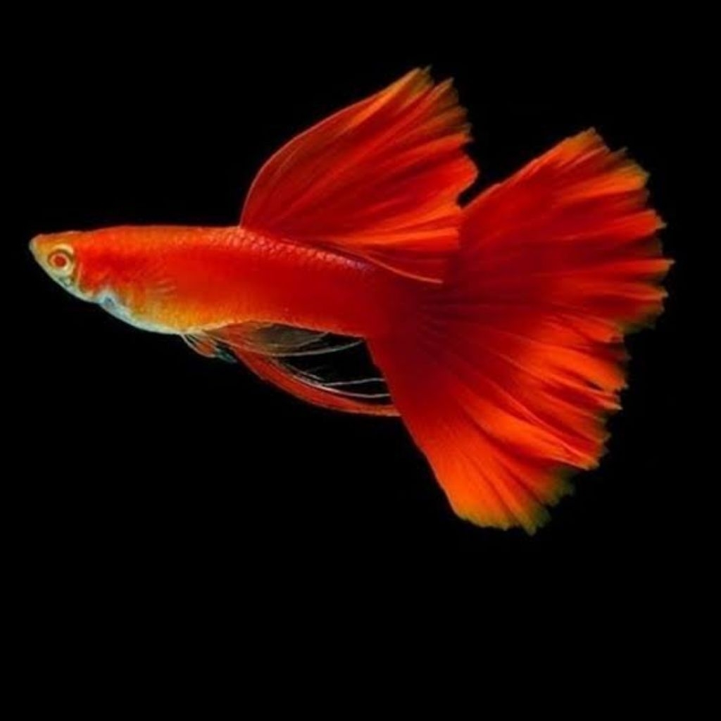 mainan aquascape afr red ear guppy
