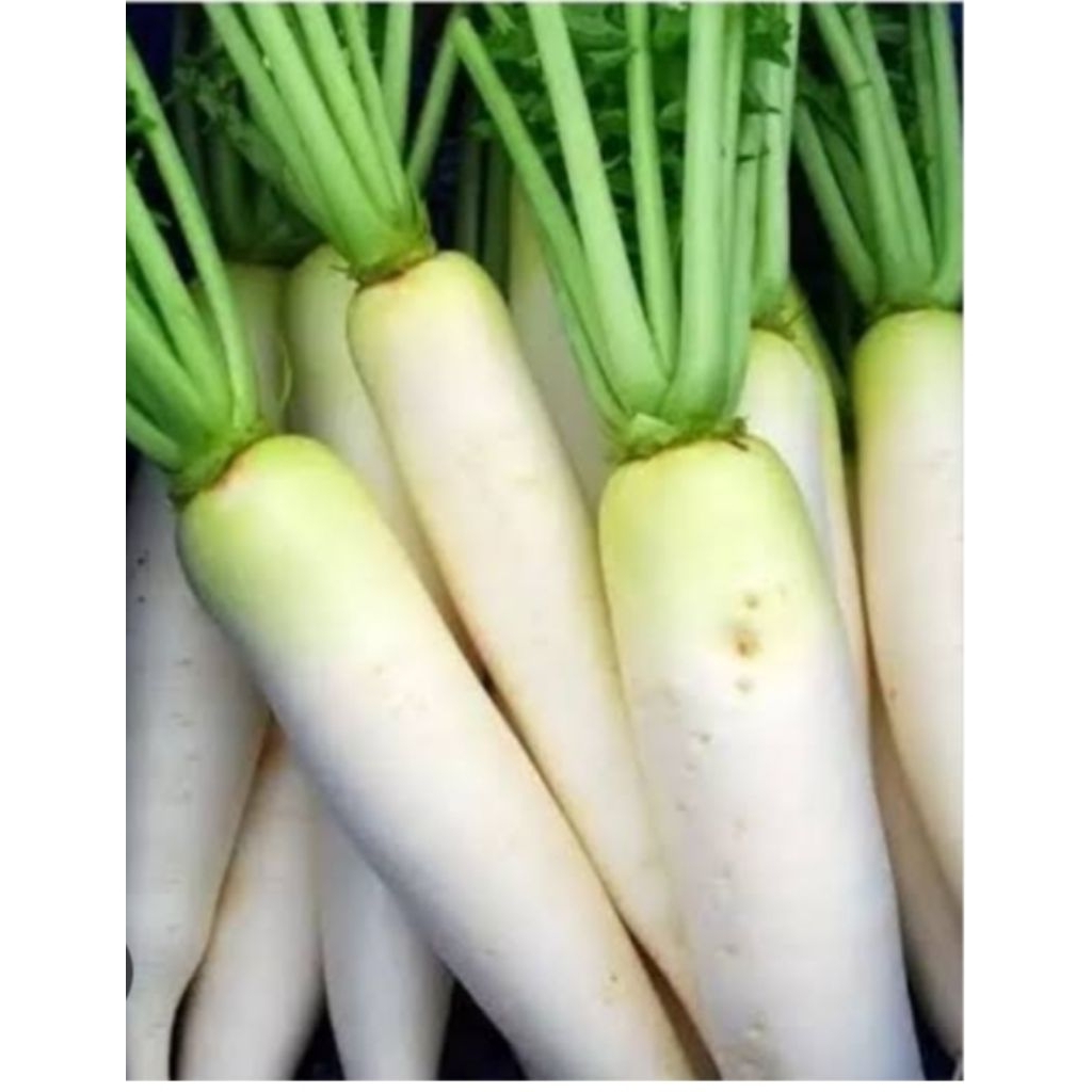 

lobak putih segar sepesialis untuk Jawa Timur 1kg